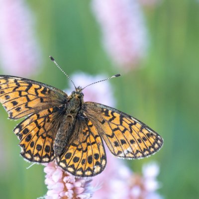 Boloria eunomia (perleťovec mokřadní), PP Pohoří na Šumavě