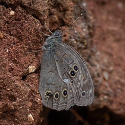 Kirinia roxelana (-), GR, Ano Garounas, Korfu