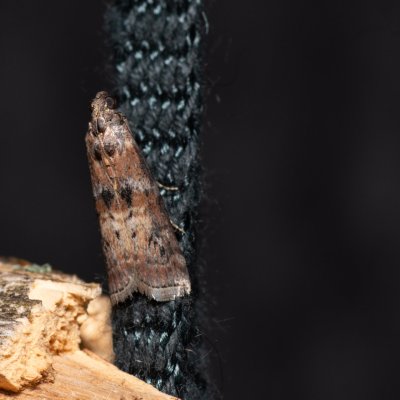 Phycita roborella (-), Kývalka