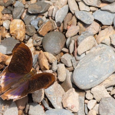 Terinos atlita (-), TH, Sri Phang Nga