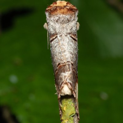 Phalera bucephala (vztyčnořitka lipová), NS Bučín