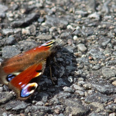 Aglais io (babočka paví oko), Nesyt