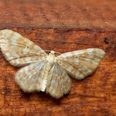 Hydrelia flammeolaria (píďalka ohnivá), SK, Súľov-Hradná