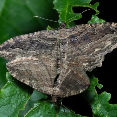 Philereme transversata (píďalka krušinová), PR Kamenný vrch