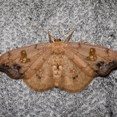 Sabra harpagula (srpokřídlec lipový), Žebětín