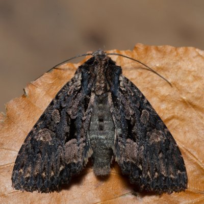 Mniotype satura (pestroskvrnka zimolezová), Kývalka