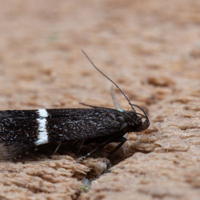 Aproaerema sp., PP Kamenný vrch u Kurdějova