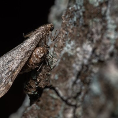 Alsophila aescularia (hedvábnice jarní), Žebětín