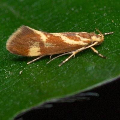 Metalampra cinnamomea (-), Žebětín