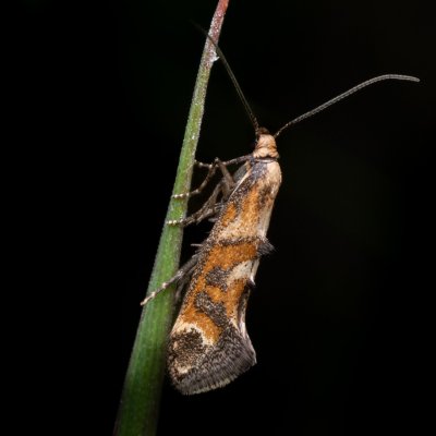 Epermenia pontificella (-), NPP Na Adamcích