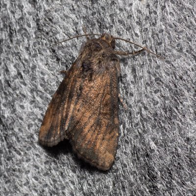 Apamea scolopacina (šedavka třeslicová), Žebětín