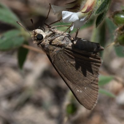 Pelopidas thrax (-), GR, Makrades, Korfu
