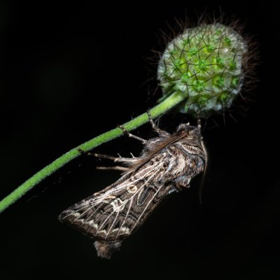 Tholera decimalis (můra jílková), PR Kamenný vrch