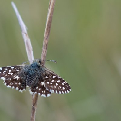 Pyrgus malvae (soumračník jahodníkový), Střelecký kopec