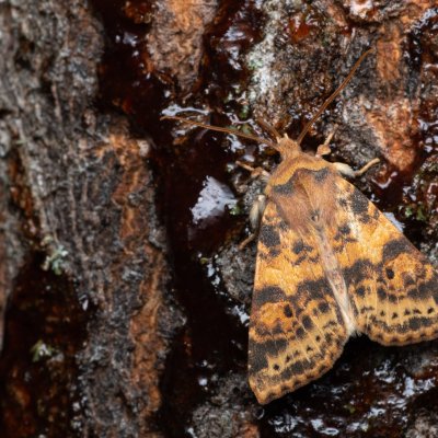 Xanthia ocellaris (zlatokřídlec topolový), Hády - odkaliště