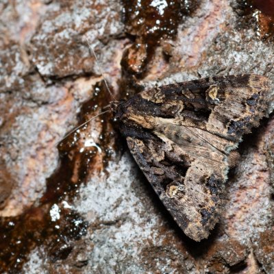 Mesapamea secalis/secalella (šedavka/přehlížená), Devět křížů