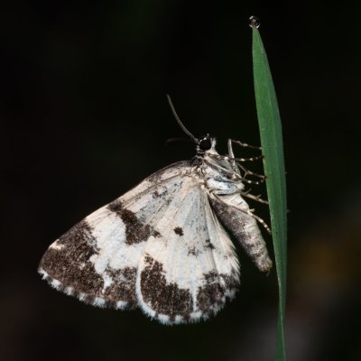 Spargania luctuata (píďalka vrbovková), PP Pohoří na Šumavě
