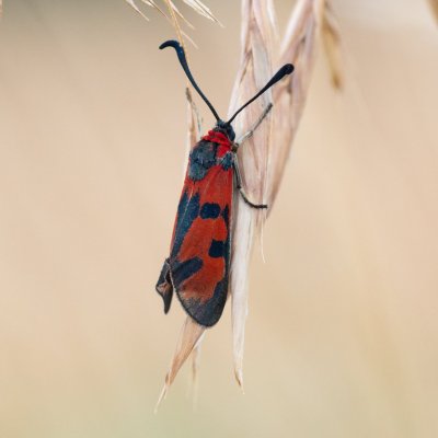 Zygaena laeta (vřetenuška pozdní), PR Prokopské údolí
