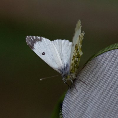 Anthocharis cardamines (bělásek řeřichový), PR Údolí Říčky