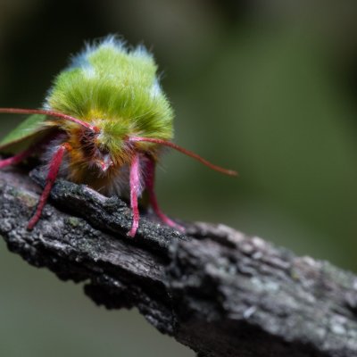 Pseudoips prasinana (zeleněnka buková), PR Bosonožský hájek