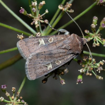 Xestia xanthographa (osenice žlutoskvrnná), Kývalka