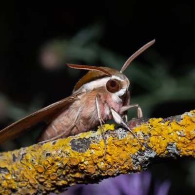 Hyles euphorbiae (lišaj pryšcový), PR Svatý kopeček