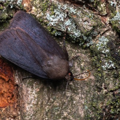 Amphipyra livida (blýskavka černá), PR Kamenný vrch