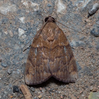 Maceda mansueta (-), TH, Khao Sok