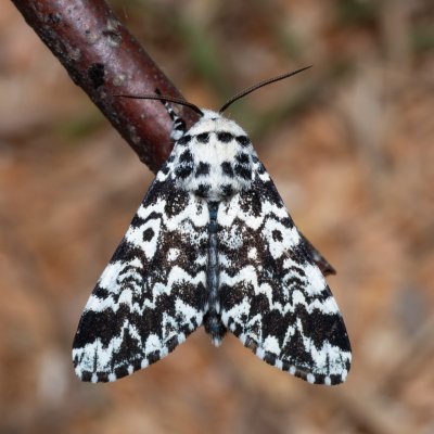 Panthea coenobita (běloskvrnka smrková), Devět křížů