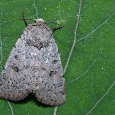 Hoplodrina respersa (blýskavka kropenatá), Hády