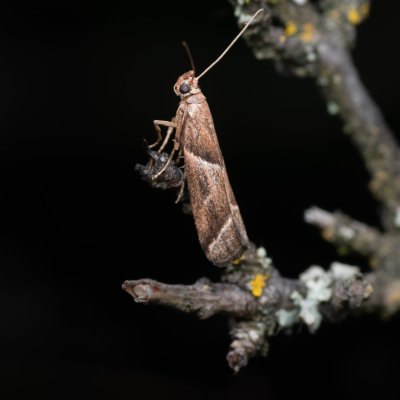 Nyctegretis lineana (-), PP Ječmeniště