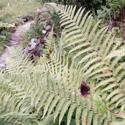 okáč, SLO, Juliana Alpine Botanical Garden