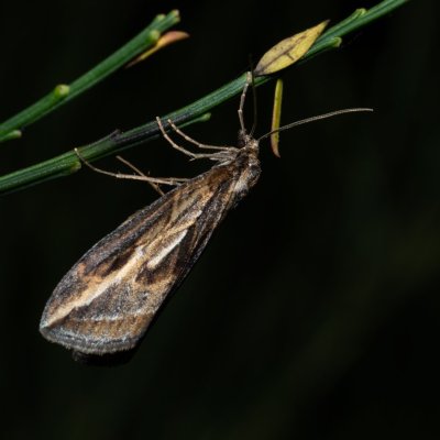 Chesias legatella (píďalka janovcová), PP Zlobice