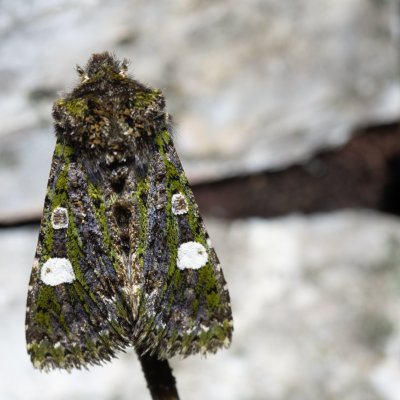 Valeria oleagina (pestroskvrnka březnová), Urbanův kopec, Ostopovice