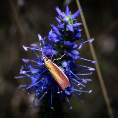 Oncocera semirubella (zavíječ červenožlutý), PR Kamenný vrch