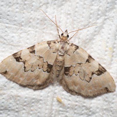 Colostygia pectinataria (píďalka zelená), Augšperský potok