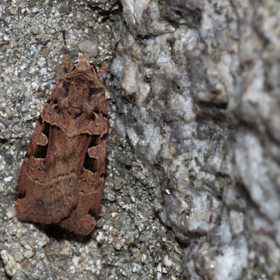 Xestia triangulum (osenice trojúhlá), SK, Štôla