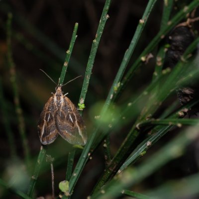 Chesias legatella (píďalka janovcová), PP Zlobice