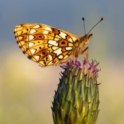 Boloria selene (perleťovec dvanáctitečný), PP Pohoří na Šumavě