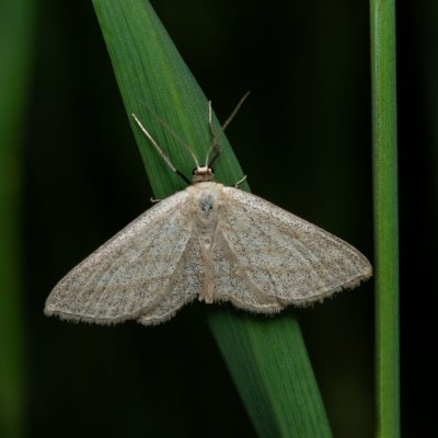 Scopula virgulata (vlnopásník pruhovaný), PR Kamenný vrch