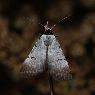 Lygephila craccae (hnědopáska vikvicová), NPP Na Adamcích