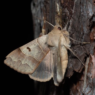 Minucia lunaris (hnědopáska dubová), Kobylí