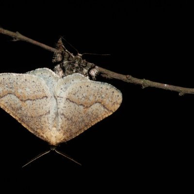 Agriopis marginaria (tmavoskvrnáč habrový), Žebětín