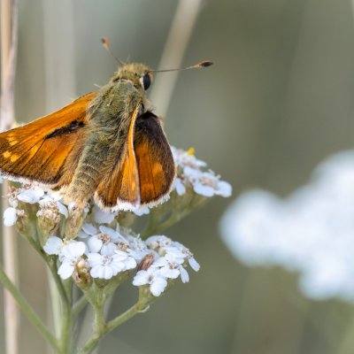 Hesperia comma (soumračník čárkovaný), PP Černice