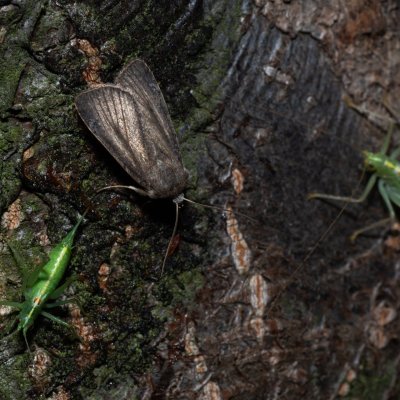 Athetis lepigone (blýskavka lesklá), PR Kamenný vrch