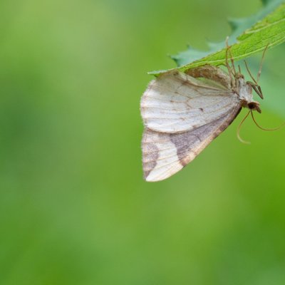 Eulithis populata (píďalka osiková), SK, Zadné Meďodoly, Tatry
