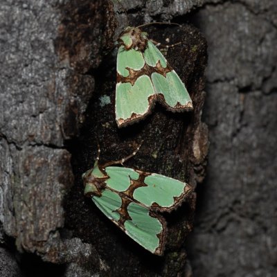 Staurophora celsia (travařka ozdobná), Hodonín - Zbrod