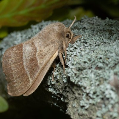 Macrothylacia rubi (bourovec ostružiníkový), PR Bosonožský hájek