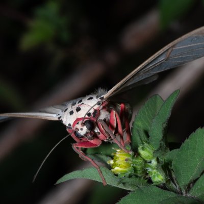 Amerila astreus (-), TH, Khao Sok
