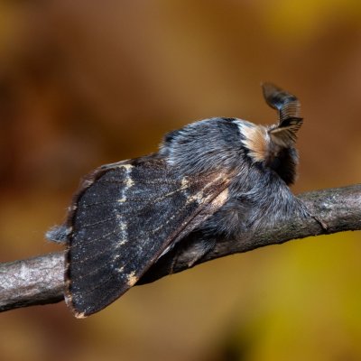 Poecilocampa populi (bourovec topolový), Žebětín